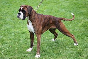 Arwen von den Feuerelfen