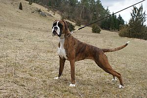 Arwen von den Feuerelfen