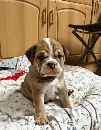 BK-Schlander-20260217-8-200