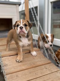 BK-Schlander-20260217-8a-200