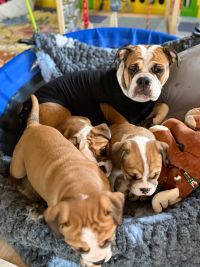 BK-Schlander-20260217-8c-200