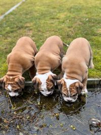 BK-Schlander-20260217-9a-200