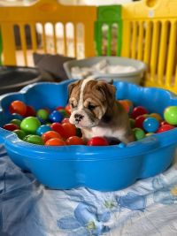 BK-Schlander-20260217-9b-200