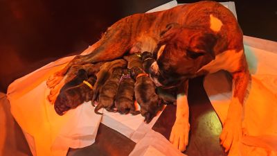 BK-Schlander-20260310-1-400