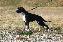 Enjoy von den Feuerelfen