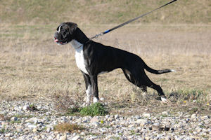 Enjoy von den Feuerelfen