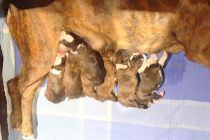 Ferrja-20221213-WA0012-210