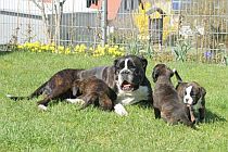 Feuerelfen-20210405-201-210