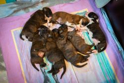 Feuerelfen I-Wurf-250