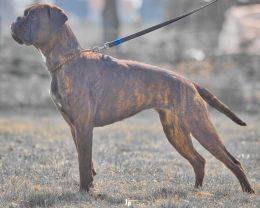 Gamora von den Feuerelfen-260