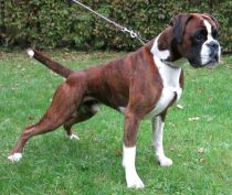 Gino_158547-51433761-P-210