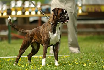 Hannah vom Hirscher-Hof