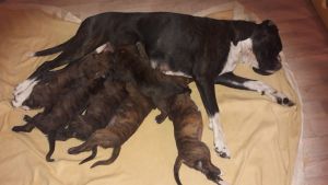 Schlander-20180731-WA0004-300