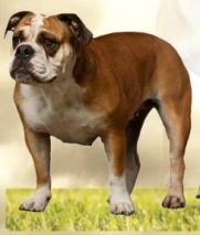 Schlander-Bulli-100c-213