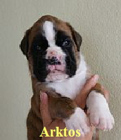 Arktos von den Feuerelfen