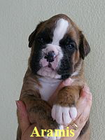 Aramisvon den Feuerelfen