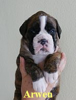 Arwen von den Feuerelfen