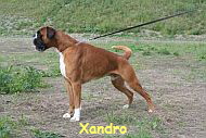XandroStand_190