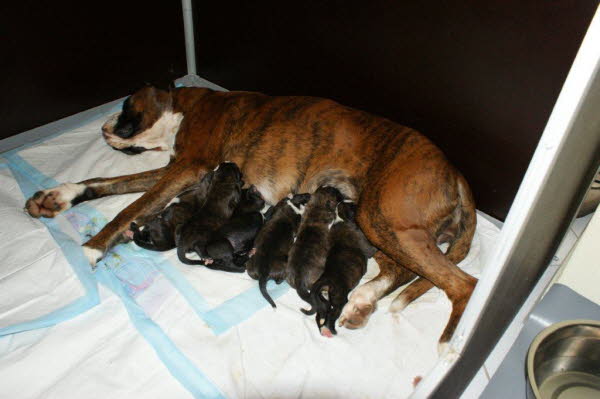 Mama Arwen mit allen Welpen