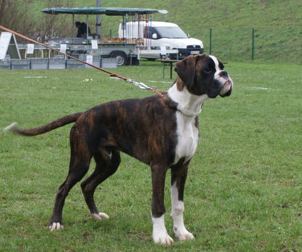 Ausstellung Augsburg 2013 Camaro