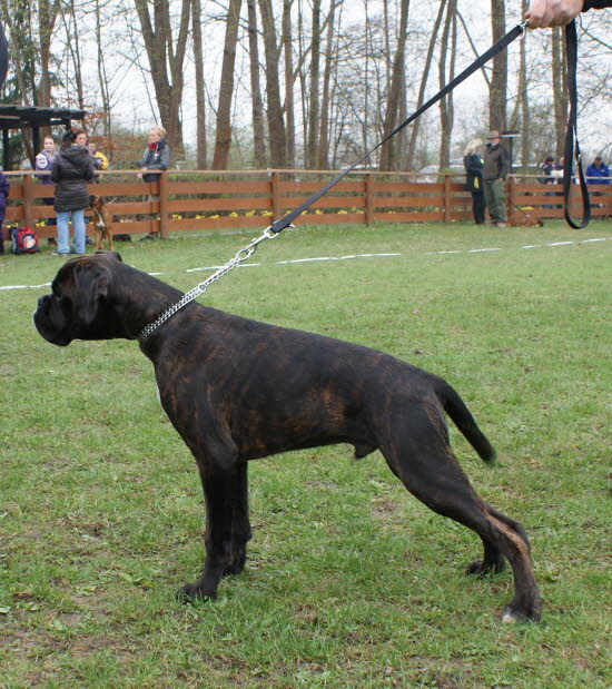 Ausstellung Augsburg 2013 Checker