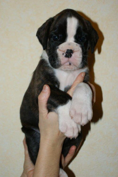 Camaro, vergeben (1)