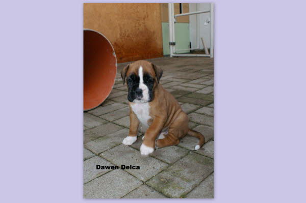 Dawen Delca - vergeben