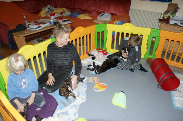 Feuerelfen-C-Wurf134