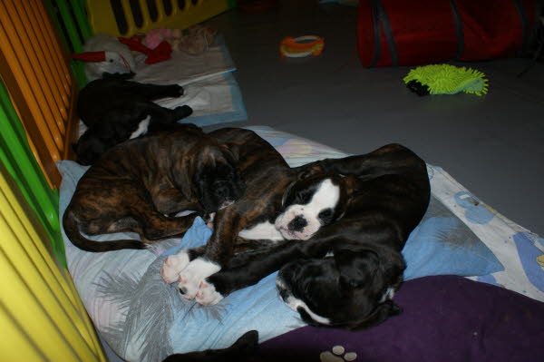 Feuerelfen-C-Wurf135