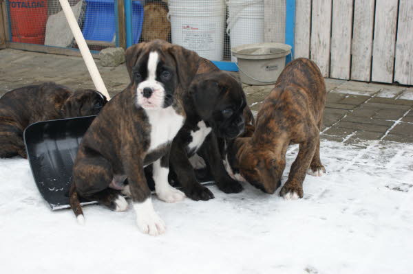 Feuerelfen-C-Wurf136