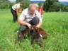 Drei Welpen