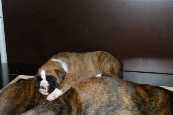 Mama ist ein gutes Kissen