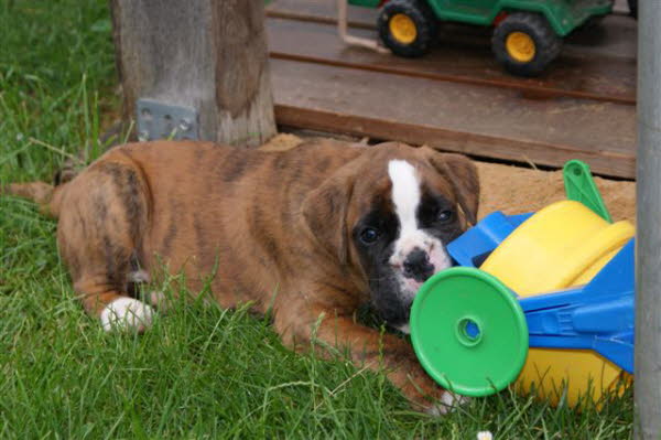 Das ist mein Spielzeug