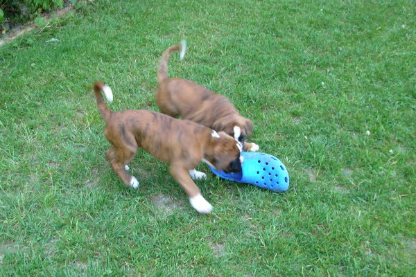 Wir haben Andis Schuh geklaut!!!